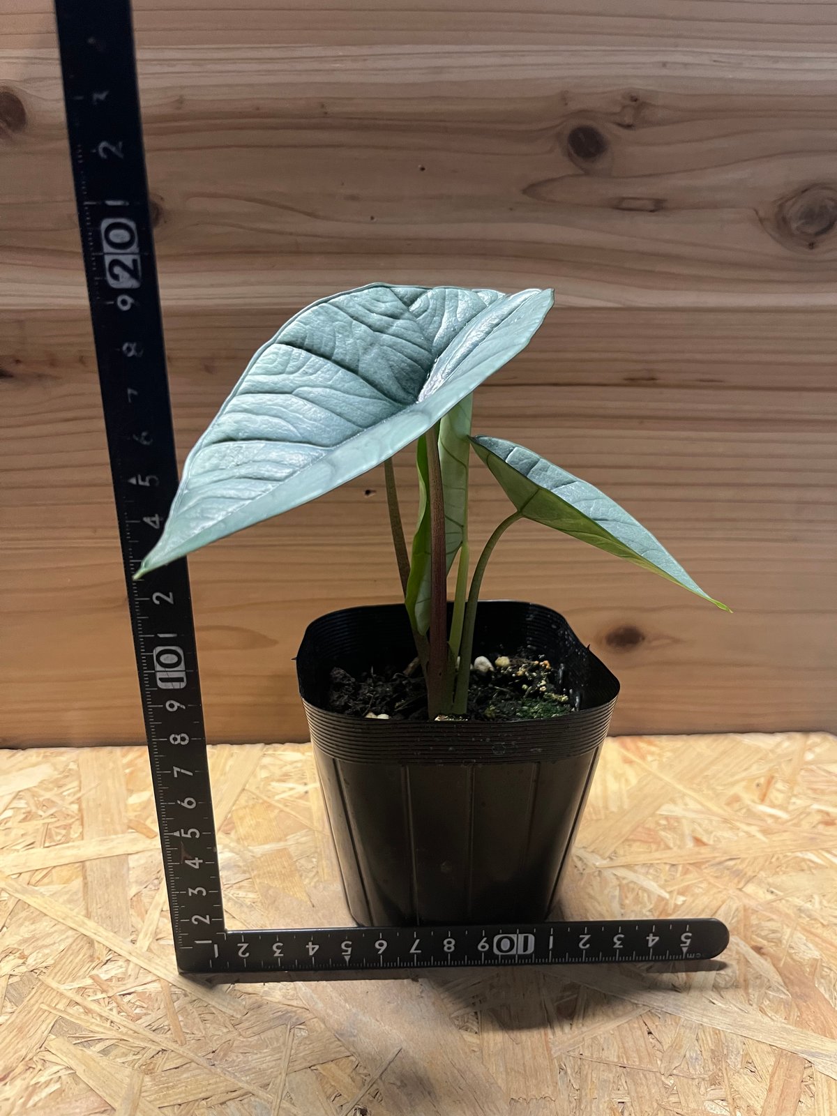 希少 アロカシア プラチナム アルボ fit=scale-down,w=1200