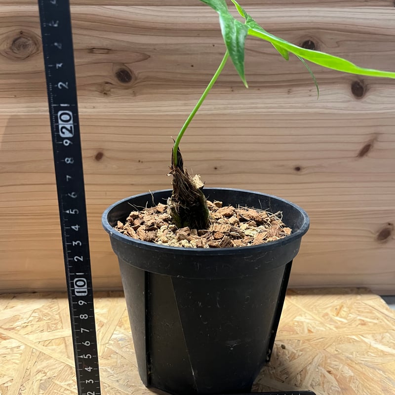 【激レア】アンスリウム　ペダトラディアツム 希少】 アンスリウム ペダトラディアツム | Gardenえん 【観葉