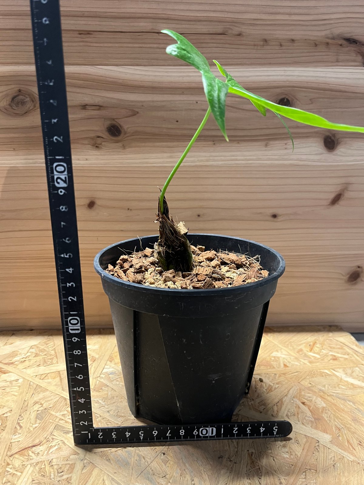 アンスリウム　ペダツム　 号　251017 アンスリウム ペダツム | GREEN LUCK