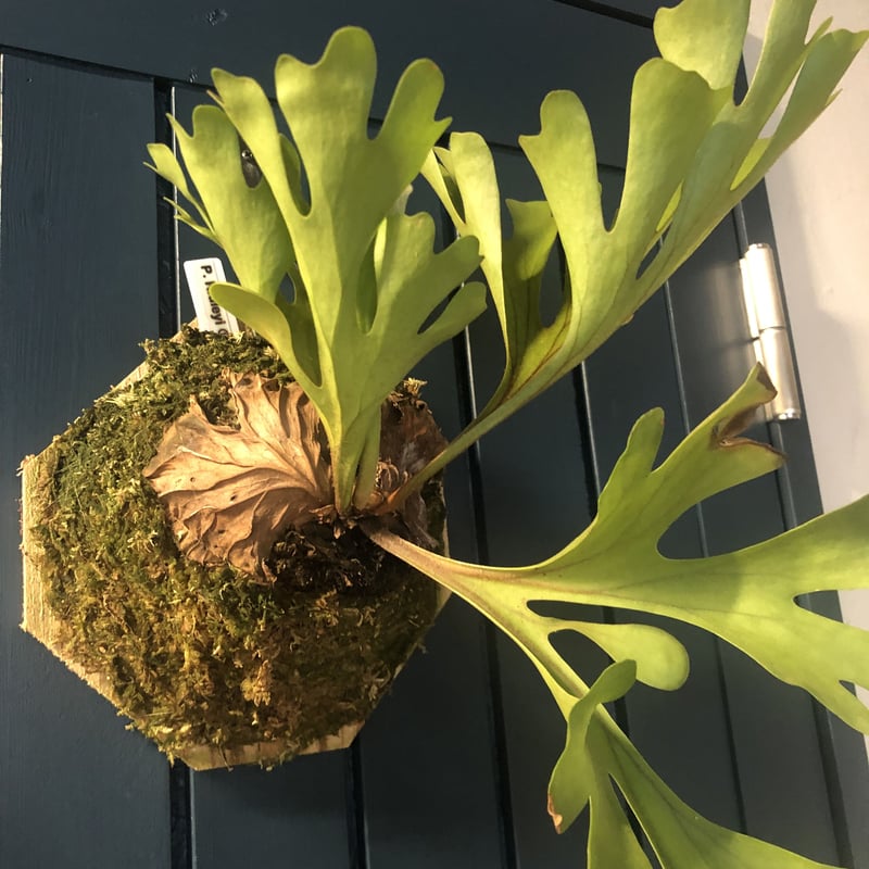 ビカクシダ リドレイ | GREEN LUCK