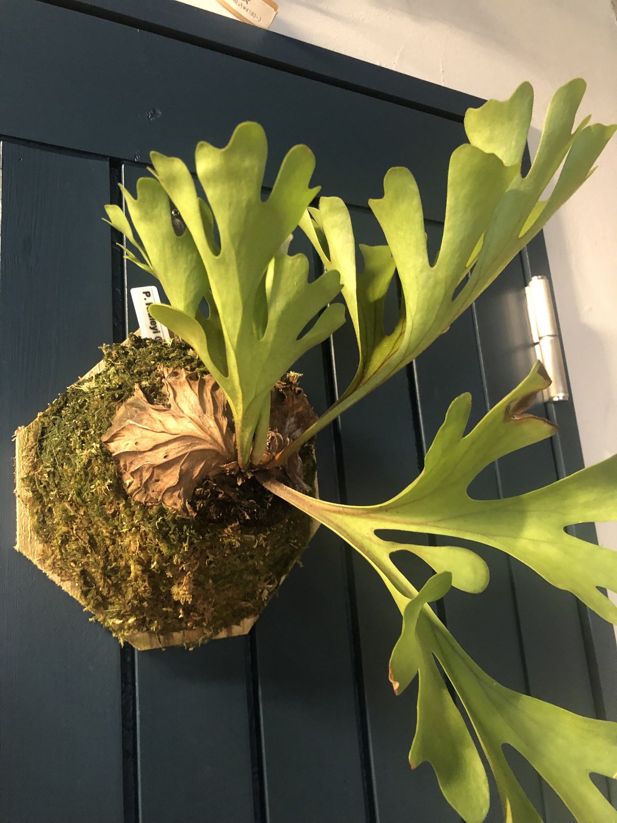 ビカクシダ リドレイ | GREEN LUCK