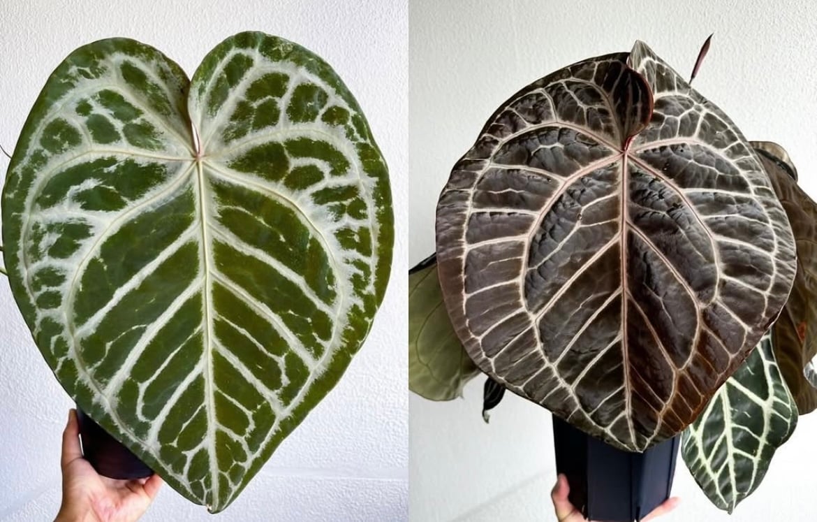 今*！様 アンスリウムHubro × “angel's dream＊レッドクリス アンスリウム エンジェルズドリーム×レッドクリスタル | GREEN LUCK