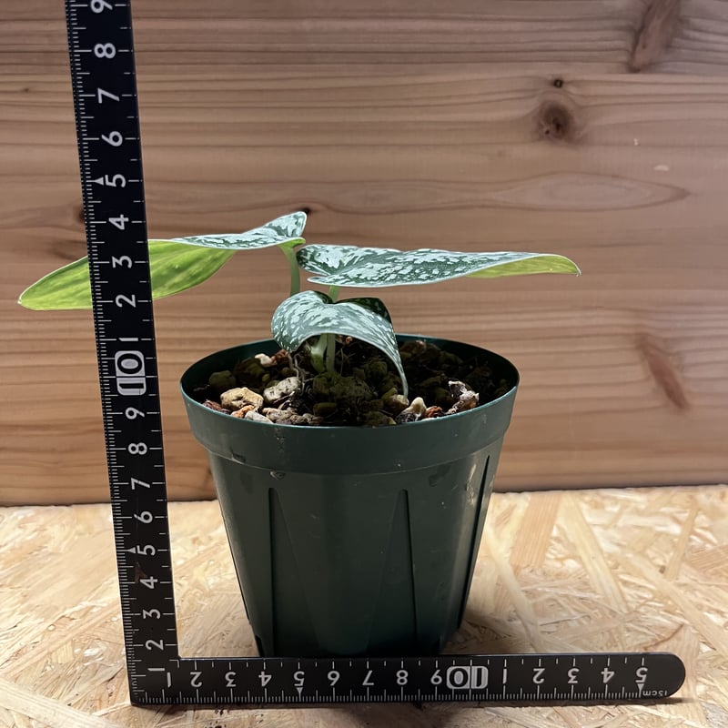 スキンダプサス ピクタス トリカラー | GREEN LUCK