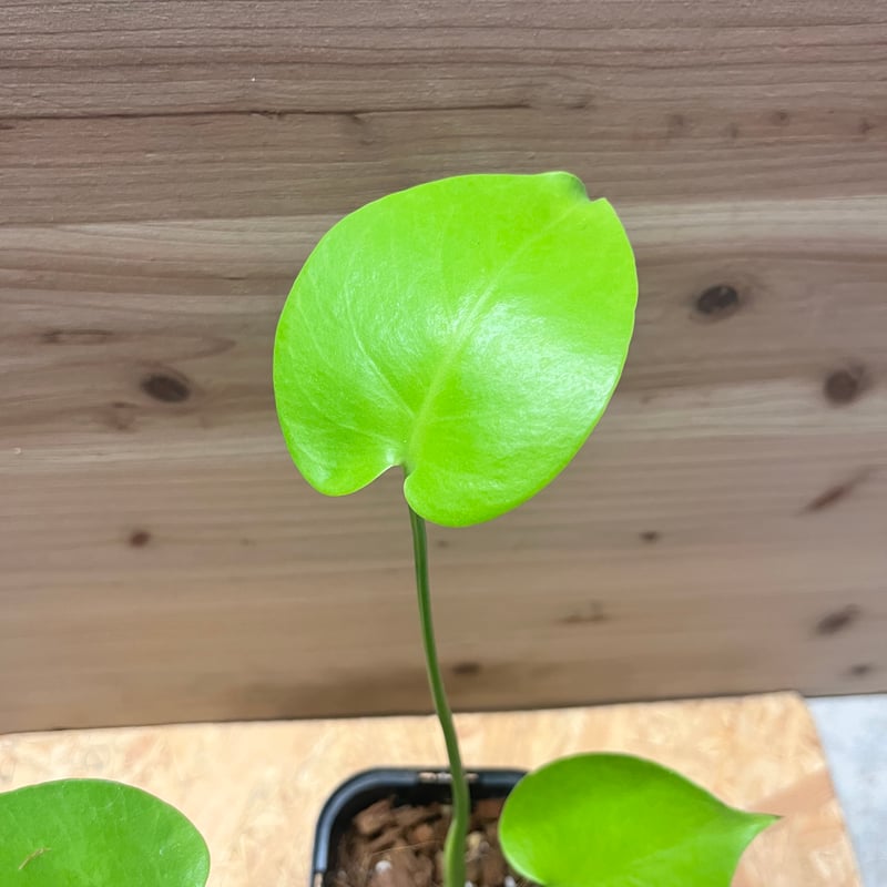 1*0様 モンステラ　黄金葉　ゴールドリーフ　フルムーンゴールド lsw019 1*0様 モンステラ 黄金葉 ゴールドリーフ フルムーンゴールド lsw019 1