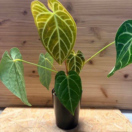 アンスリウム | STORES