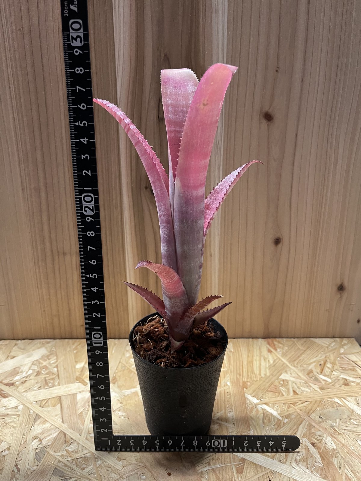 ビルベルギア ビッタータ ドミンゴスマルティンス×ストロベリー