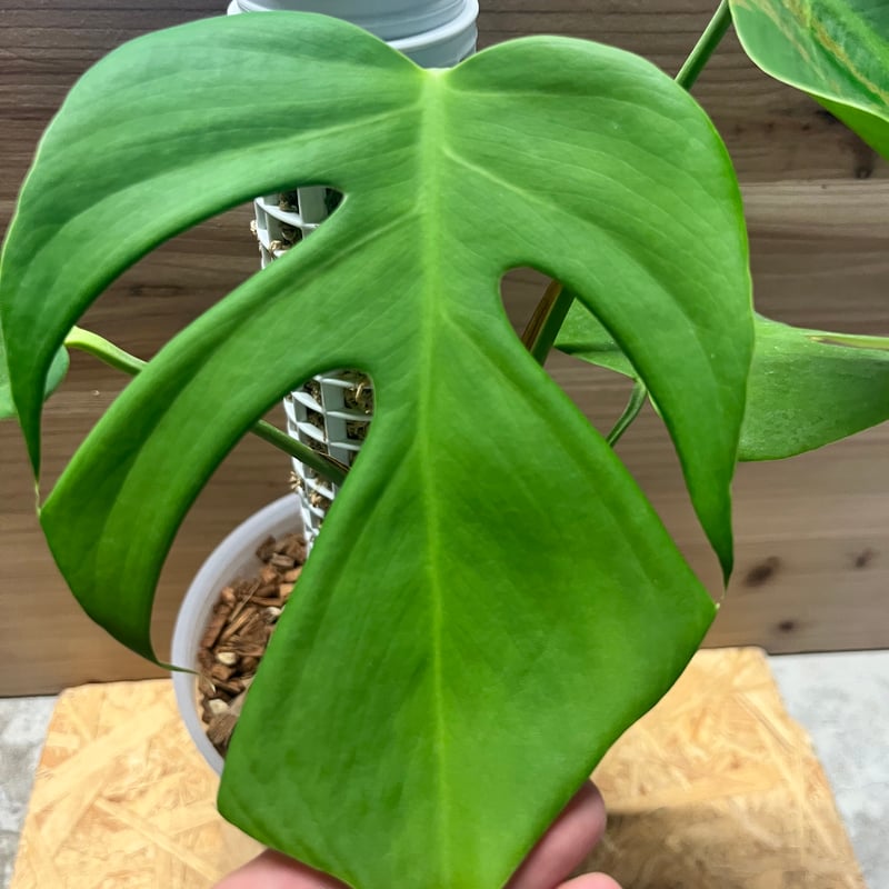 ワ*ャ様 モンステラデリシオーサシエラナオアハカ増殖株大株美 モンステラデリシオーサシエラナオアハカ増殖株大株美 - メルカリ
