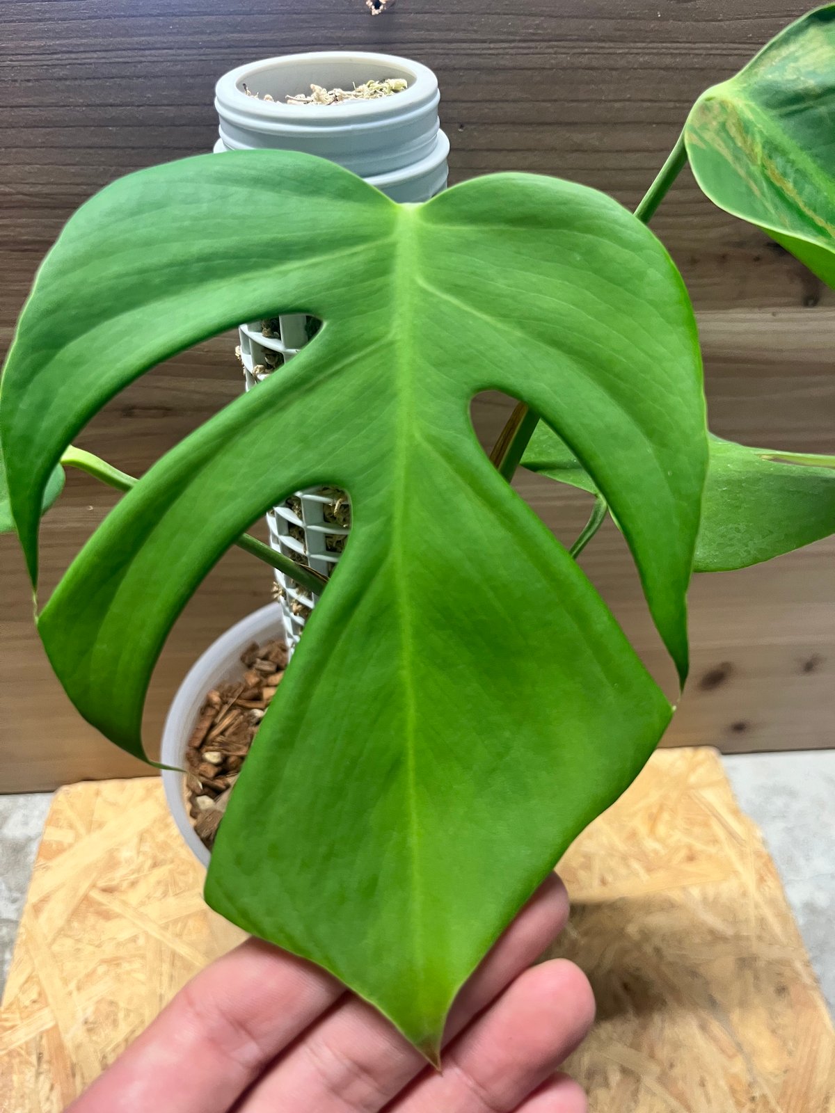 専用　Monstera Unniiae モンステラ　デリシオーサ ウンニアエ モンステラ・デリシオーサ 'Unniiae(ウニアエ/ウンニアエ