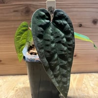 アンスリウム シルバークローム | GREEN LUCK