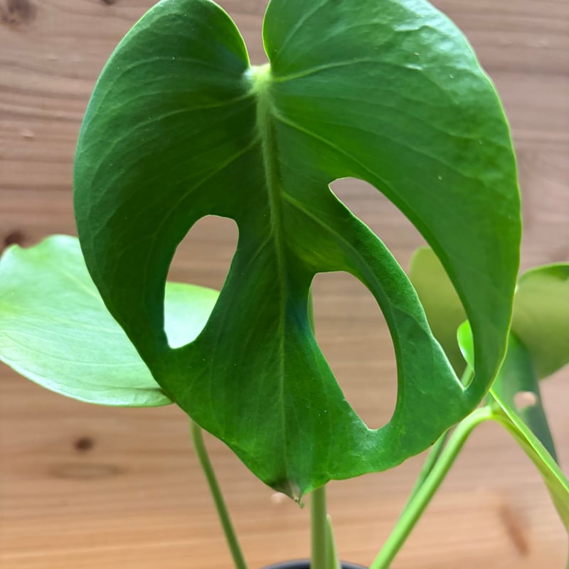 モンステラ デリシオーサ 実生変異 | GREEN LUCK