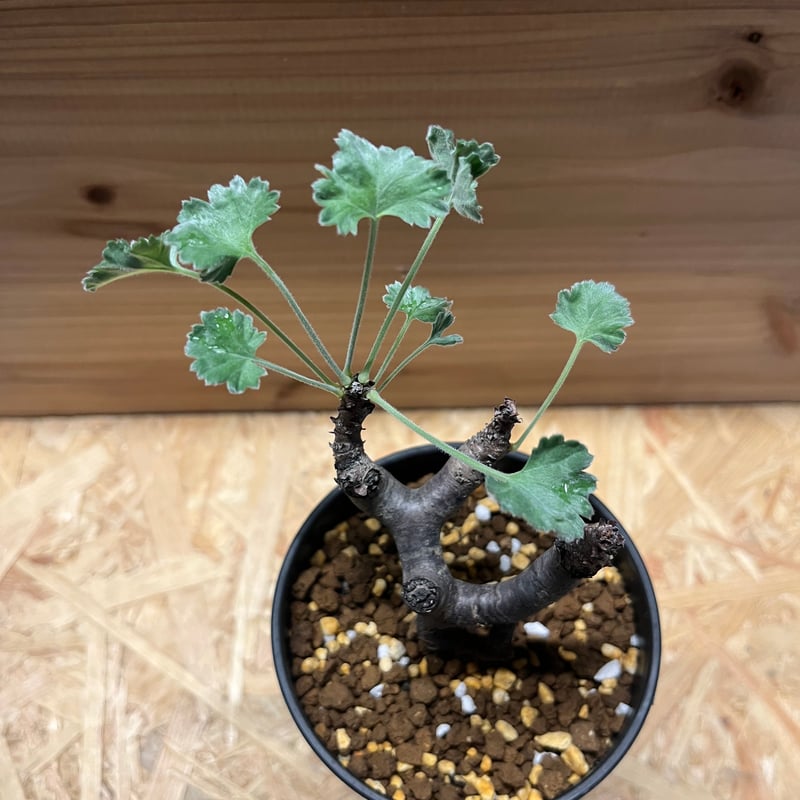 ペラルゴニウム ミラビレ | GREEN LUCK