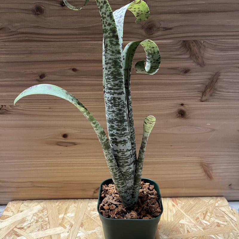 ケスネリア マルモラータ ティムプローマン ケスネリア マルモラータ ティムプローマン | GREEN LUCK