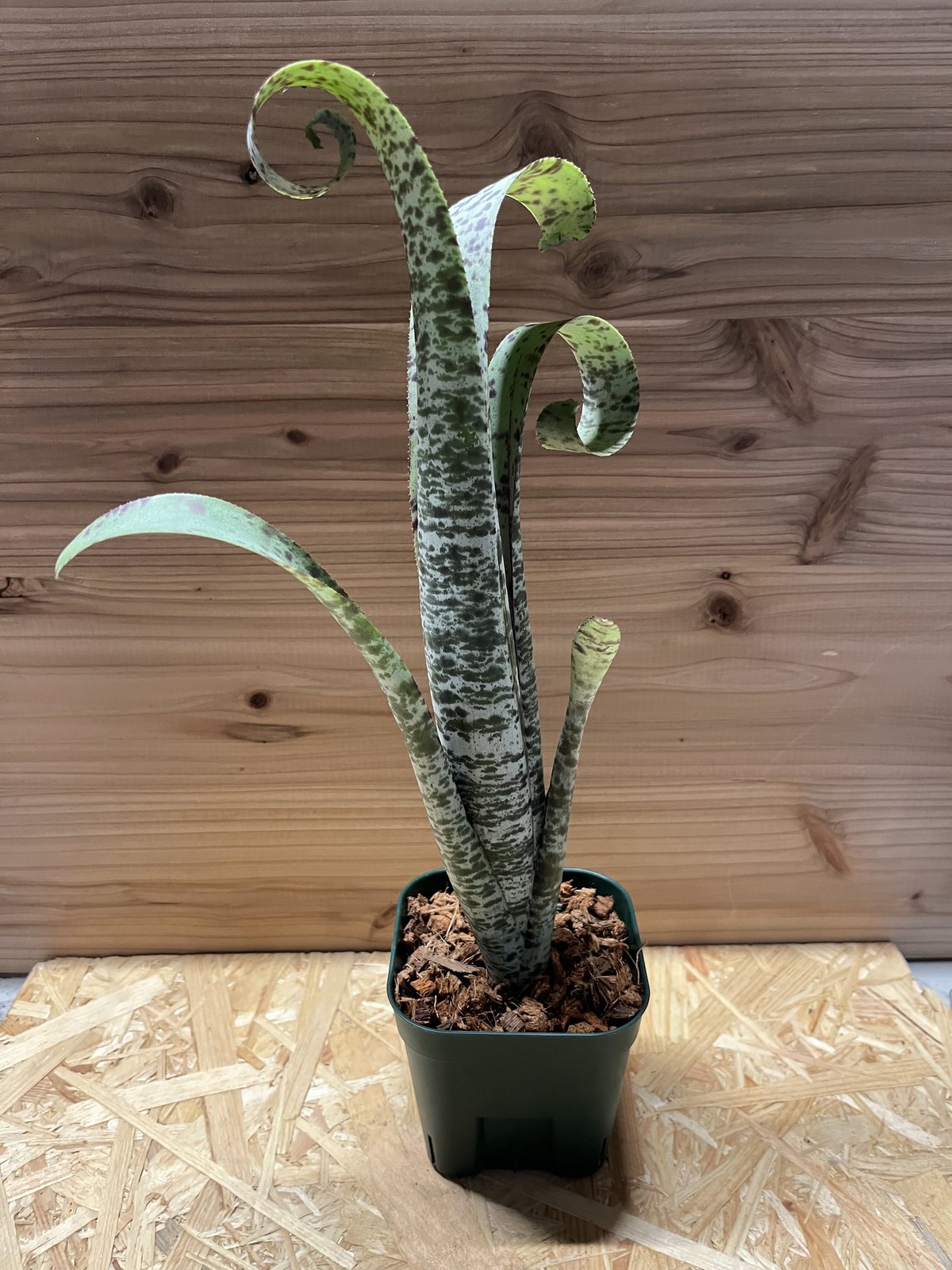 ケスネリア マルモラータ ティムプローマン ケスネリア マルモラータ ティムプローマン | GREEN LUCK