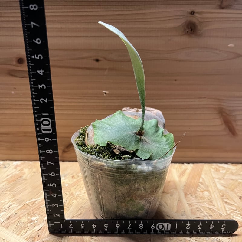 ビカクシダ スノーホワイト | GREEN LUCK