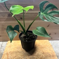 アンスリウム パピリラミナム'フォートシャーマン'×アントラキー