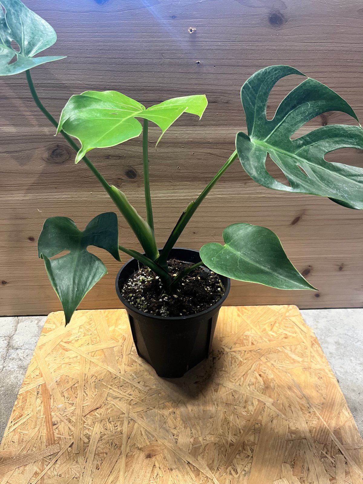 モンステラ デリシオーサ コンパクタ | GREEN LUCK