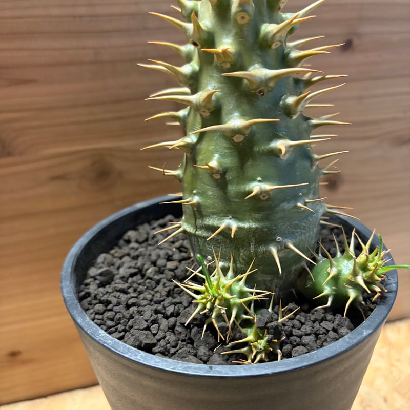 【トゲ強め】パキポディウム　アンボンゲンセ　希少　塊根 新着】Pachypodium ambongense【極太、棍棒のような激レア品種 塊根植物・コーデックス