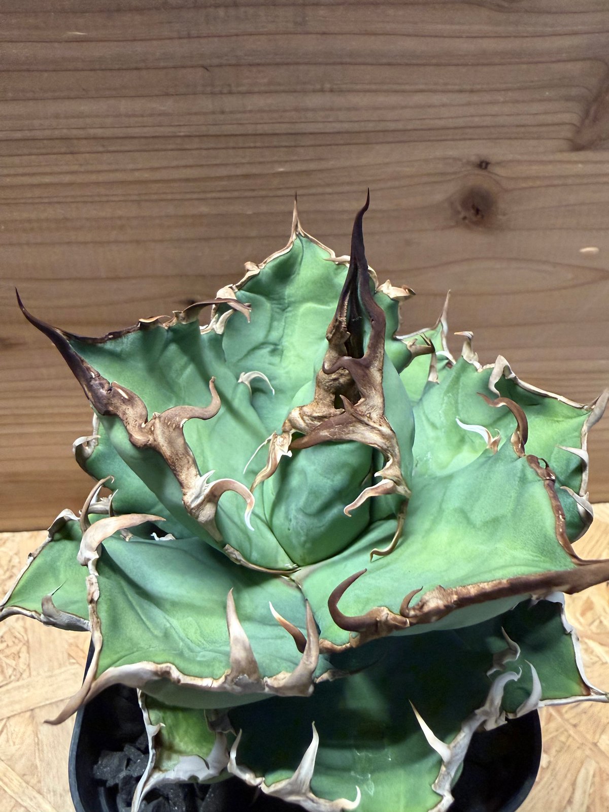 アガベ チタノタ 'ノーネーム' | GREEN LUCK