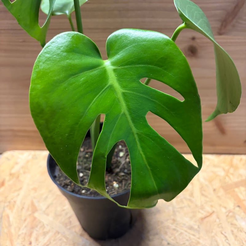 モンステラ デリシオーサ 実生変異 | GREEN LUCK