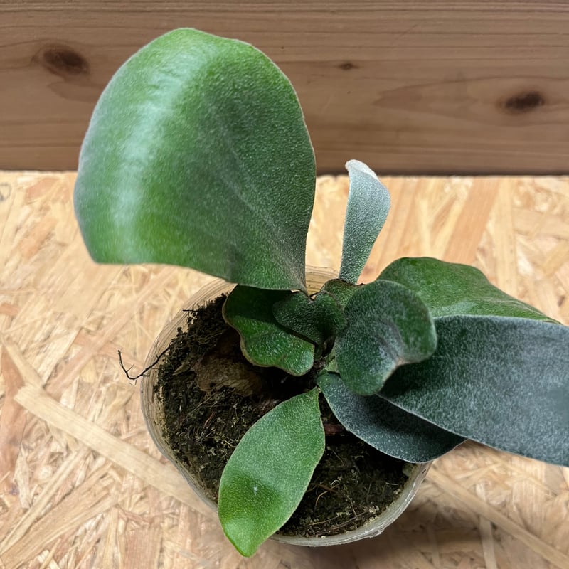 ビカクシダ スノーホワイト | GREEN LUCK