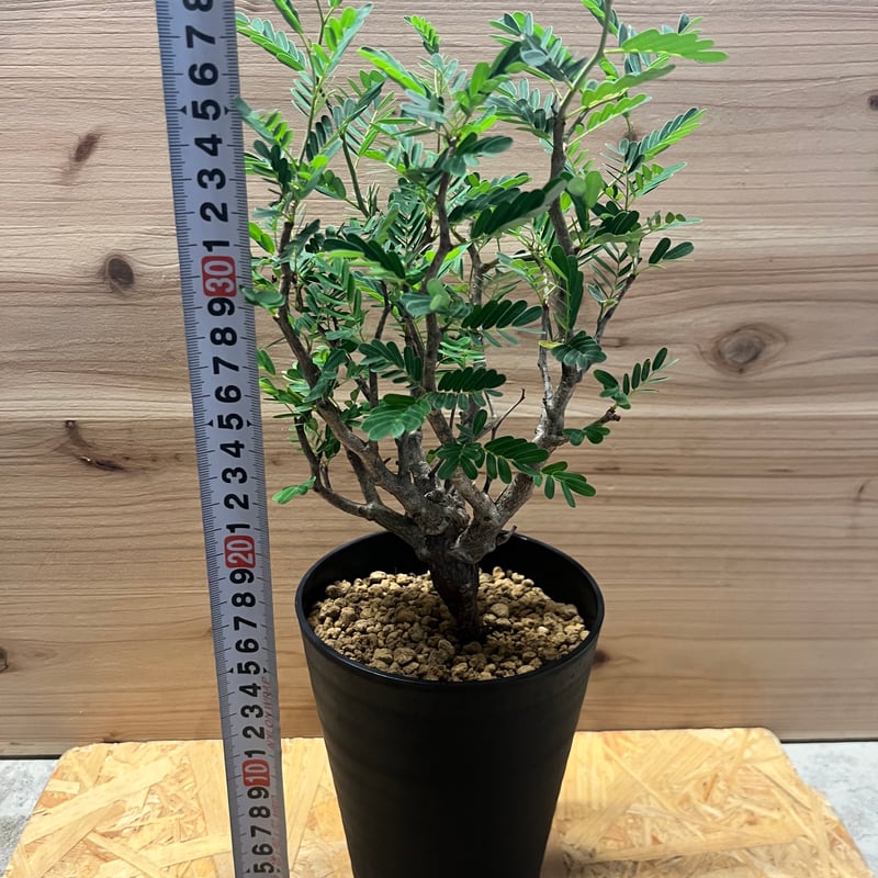 センナ メリディオナリス | GREEN LUCK