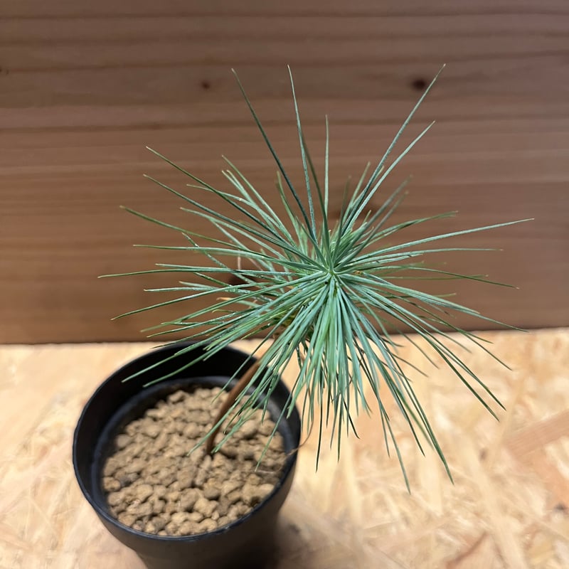 マルチネス ピニョンマツ | GREEN LUCK