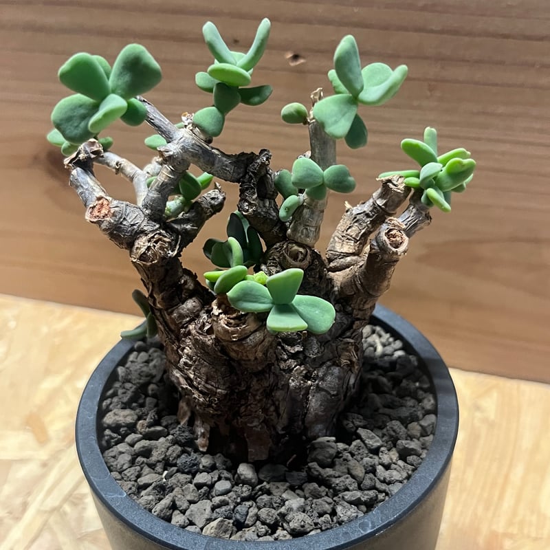 ケラリア ピグマエア | GREEN LUCK