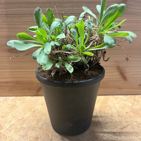 コレクション現地球 オトンナ マクロスペルマ 大株 isla del pescado - Othonna macrosperma-オトンナ・マクロスペルマ