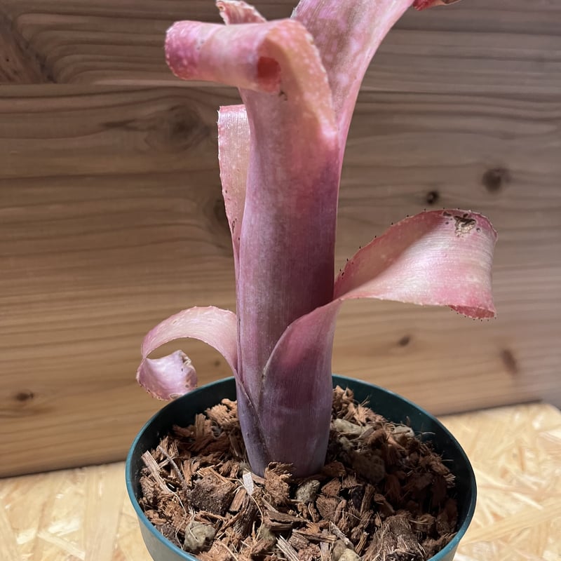 ビルベルギア ピンクシャンパン | GREEN LUCK