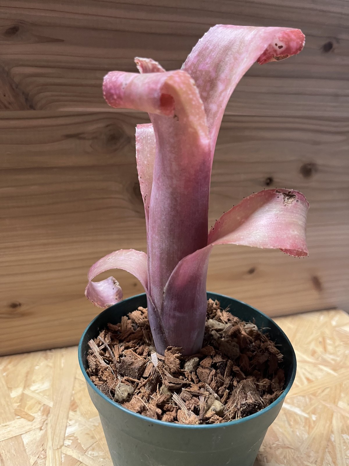 ビルベルギア ピンクシャンパン | GREEN LUCK