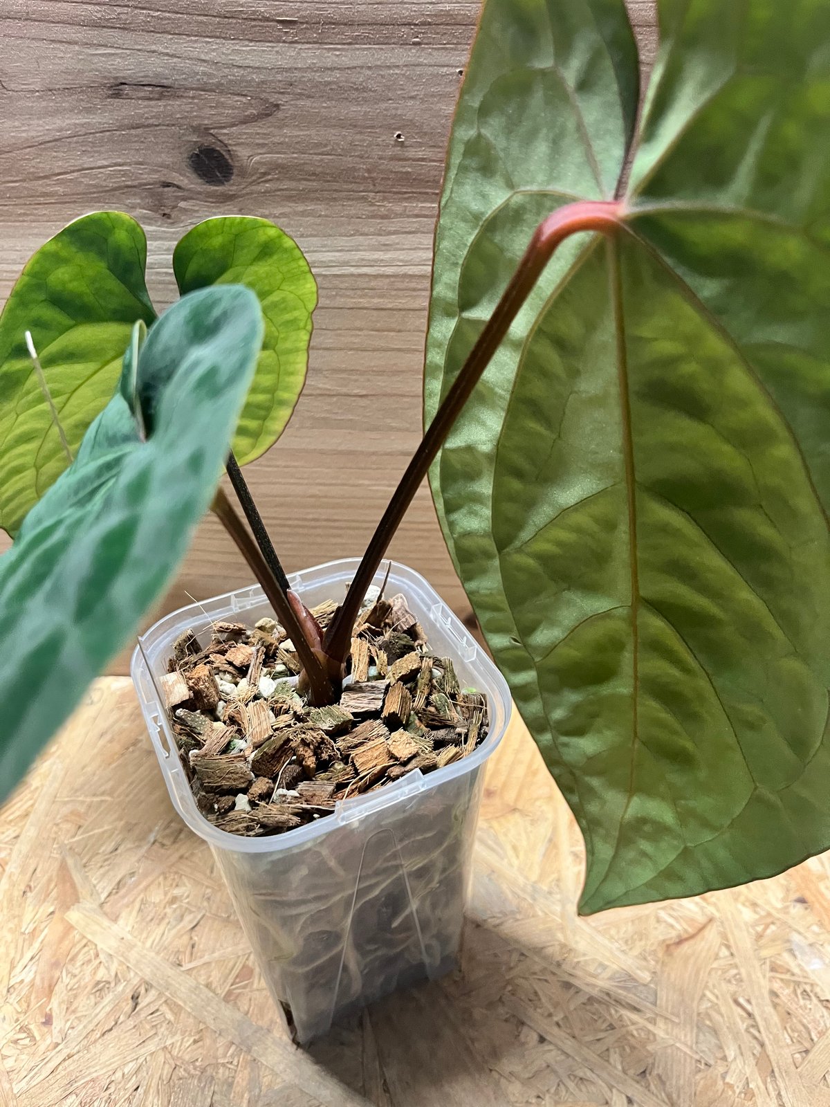 アンスリウム　ドレスレリ　ダーク アンスリウム ドレスレリ ダーク 🌱Anthurium dressleri （RG#2
