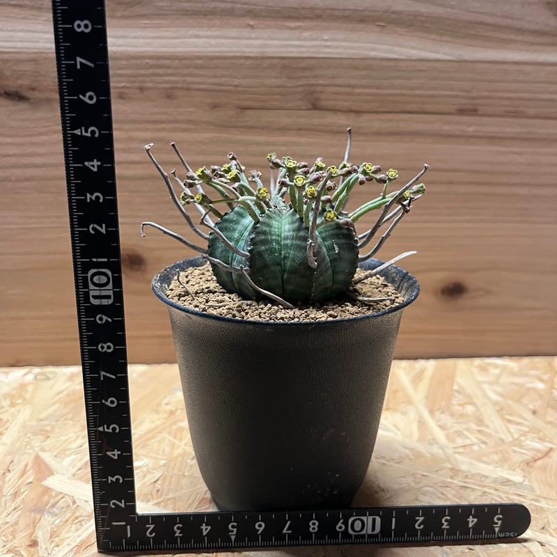 ブラックバリダ×スーパーバリダ　親株　子株付　① ブラックバリダ×スーパーバリダ 親株 子株付 ① 2025年最新