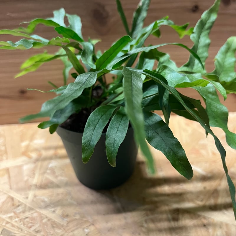 ドリナリア・ルーシー ドリナリア ルーシー | GREEN LUCK