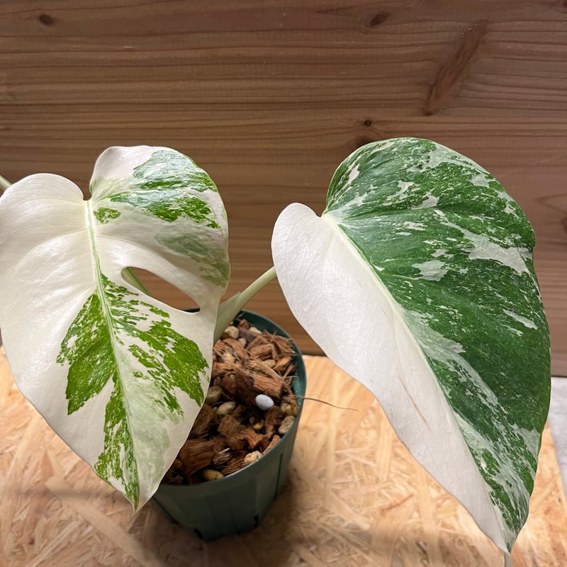 極斑入り モンステラ ボルシギアナ バリエガータ | GREEN LUCK