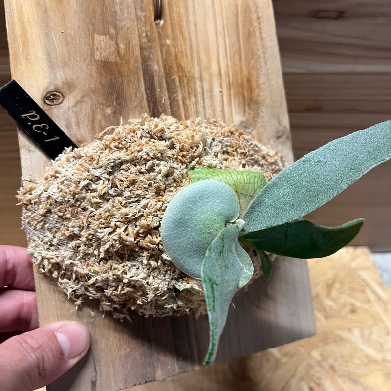 ビカクシダ E-1 | GREEN LUCK