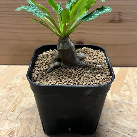 ユーフォルビアフィッシュボーン | STORES