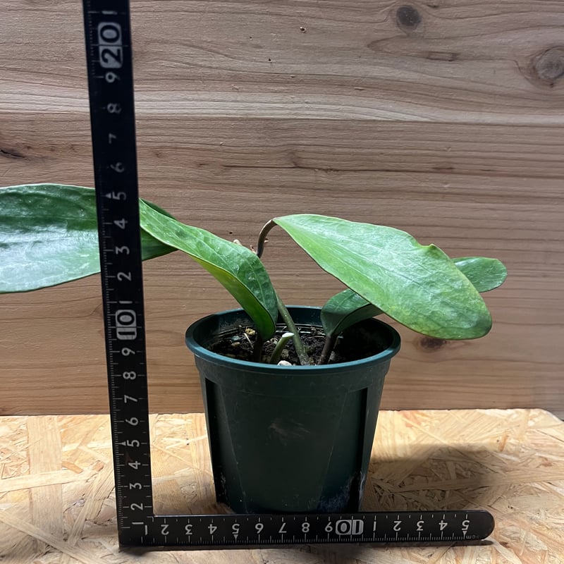 専用 ＊ 1029 ＊Hoya＊ホヤ ホヤ ポリスタキア | GREEN LUCK