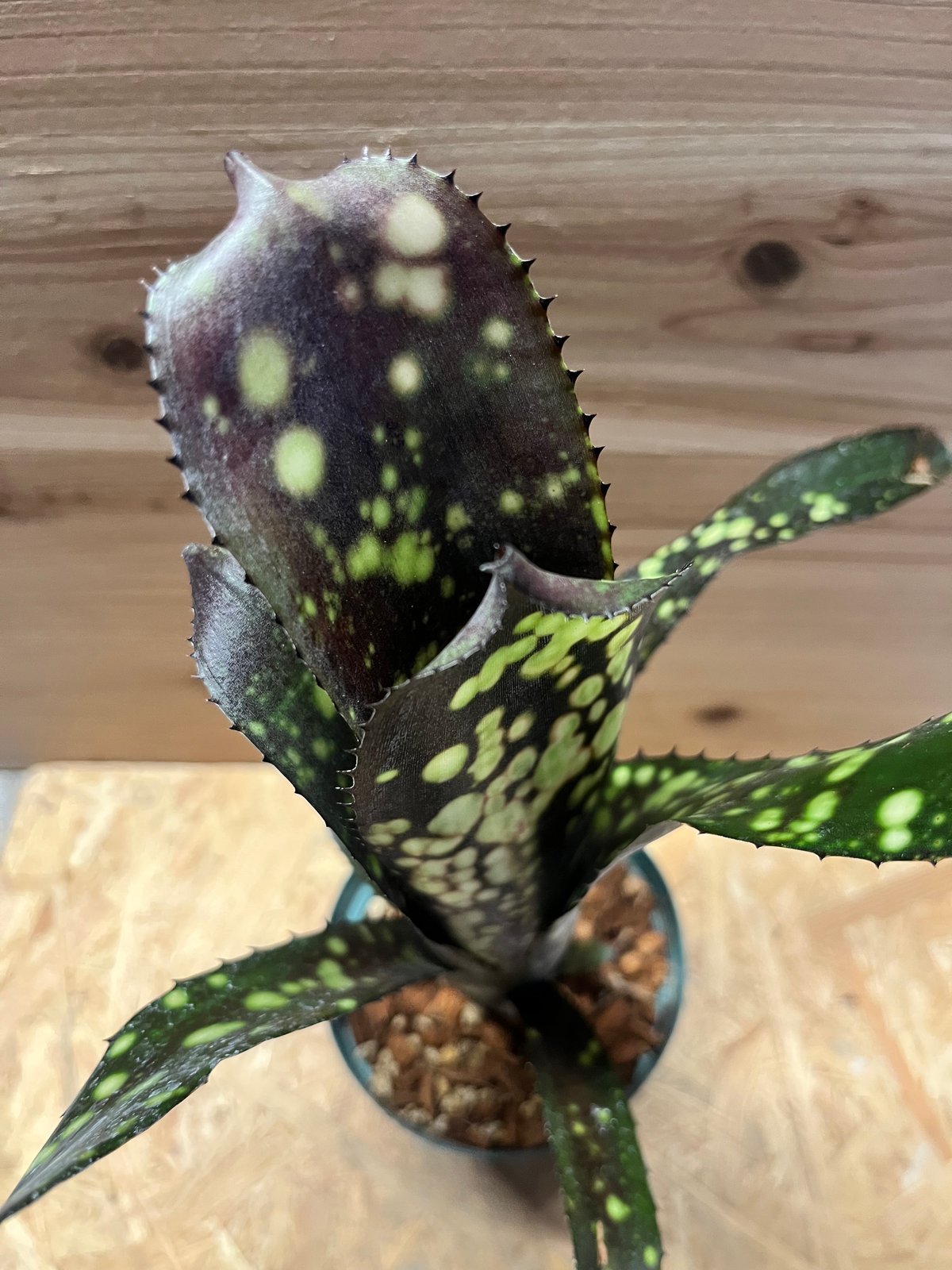 ビルベルギア ブラックパール | GREEN LUCK