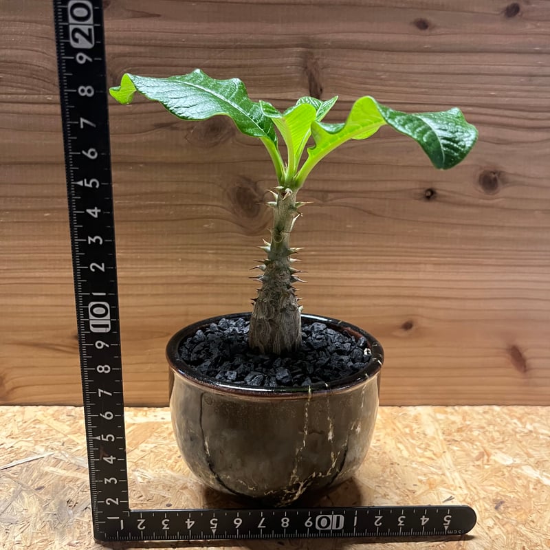 パキポディウム ウィンゾリー×伝市鉢 | GREEN LUCK