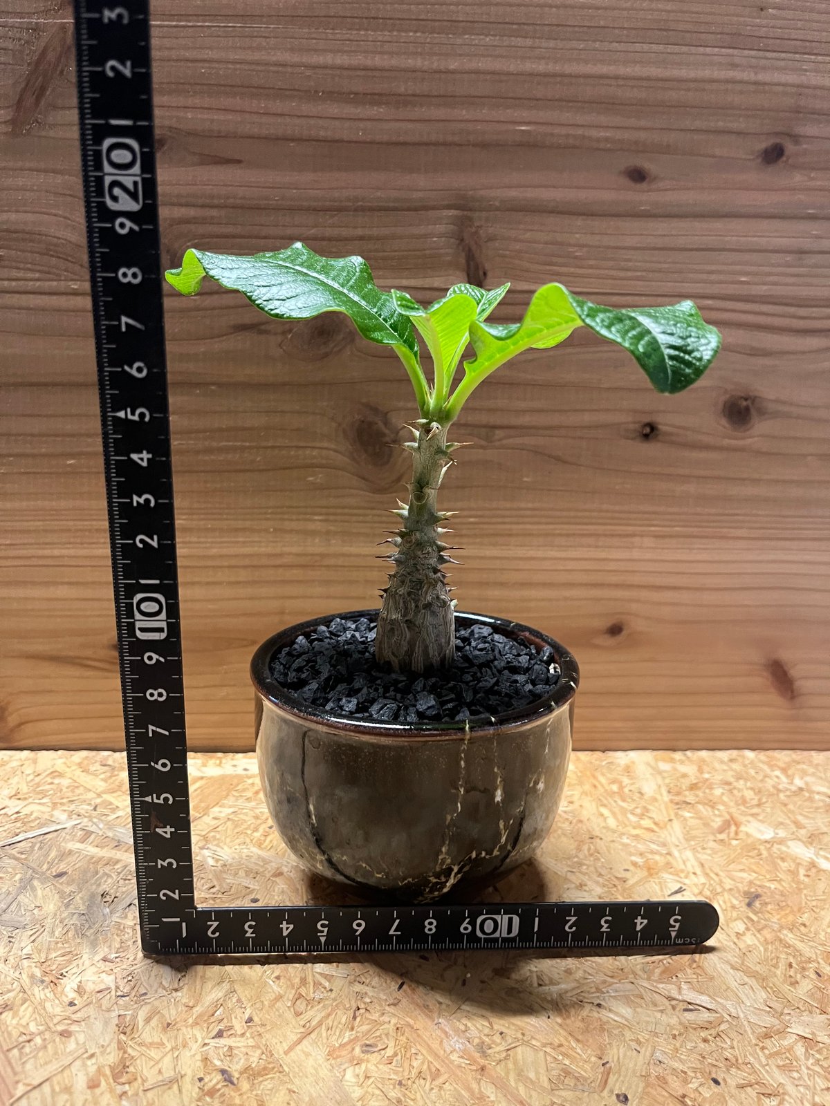 パキポディウム ウィンゾリー×伝市鉢 | GREEN LUCK