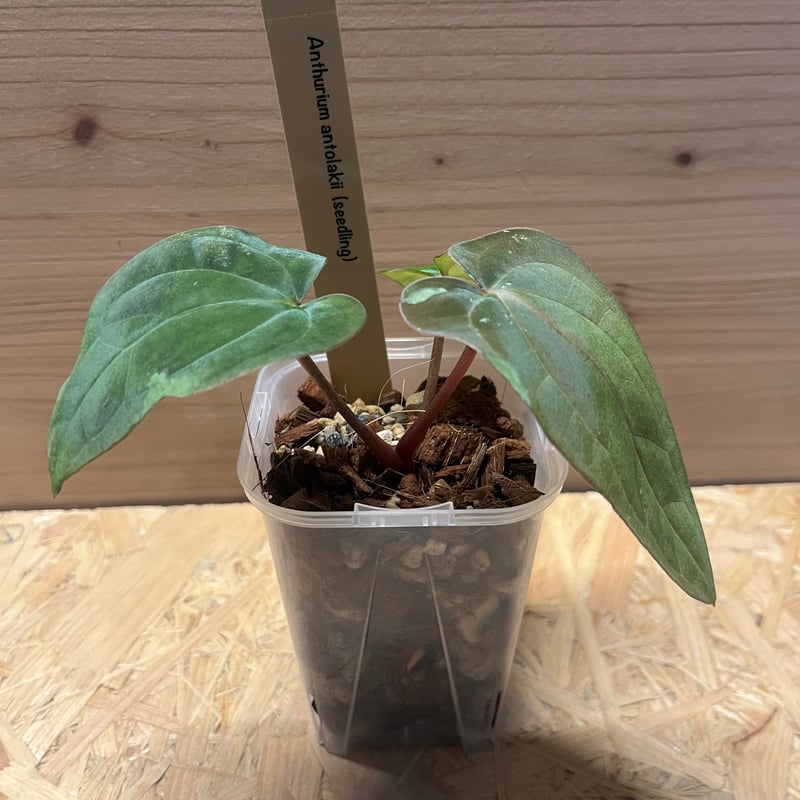 アンスリウム アントラキー シーディング | GREEN LUCK