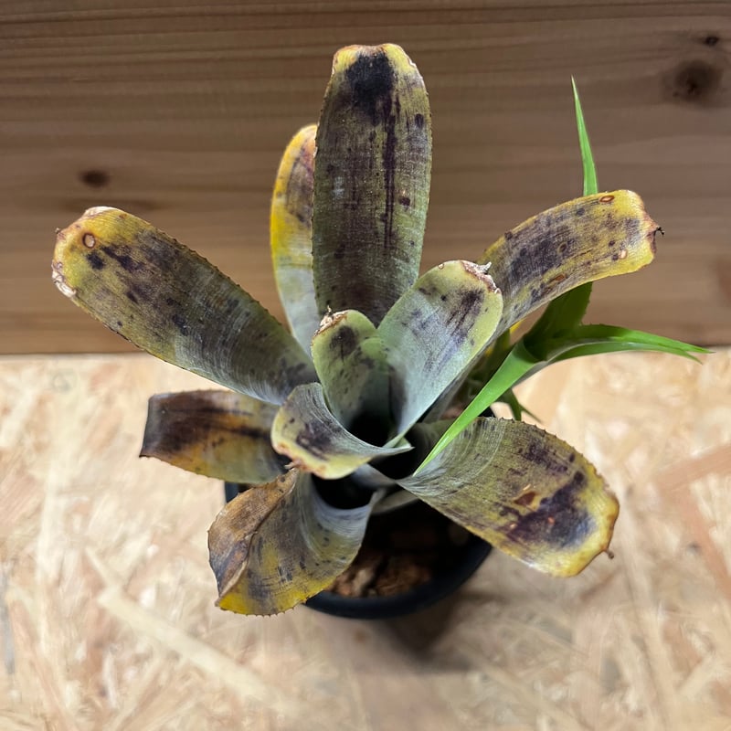 ネオレゲリア パウシフローラ ホワイトフォーム | GREEN LUCK