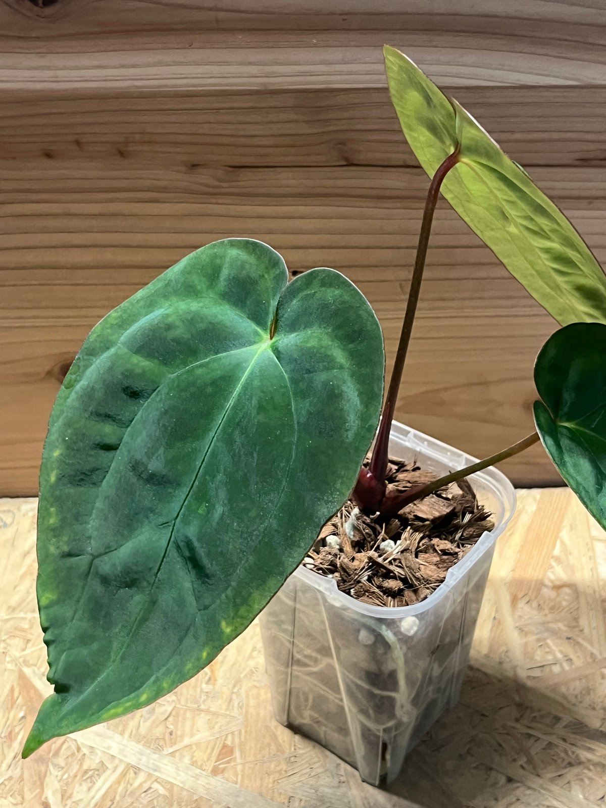 アンスリウム　NO ID 5FD56B04-4DBA-4E0A-8B7D-