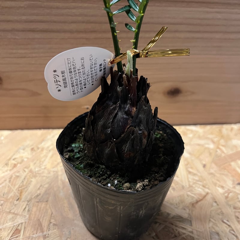 金環蘇鉄 金環ソテツ | GREEN LUCK