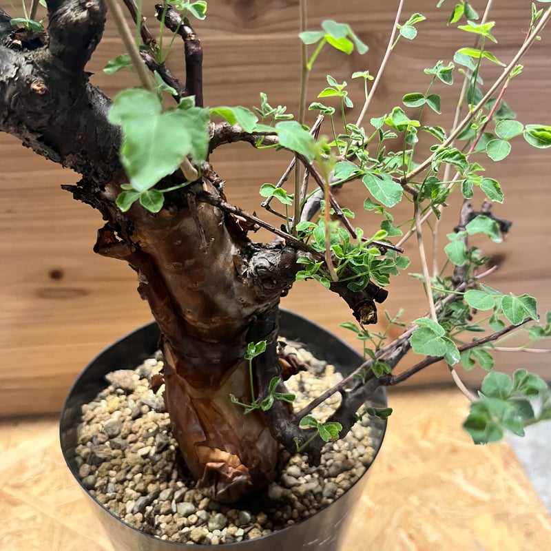 【現地株】コミフォラ　ボラネンシス コミフォラ ボラネンシス】 ネットショップ掲載株です