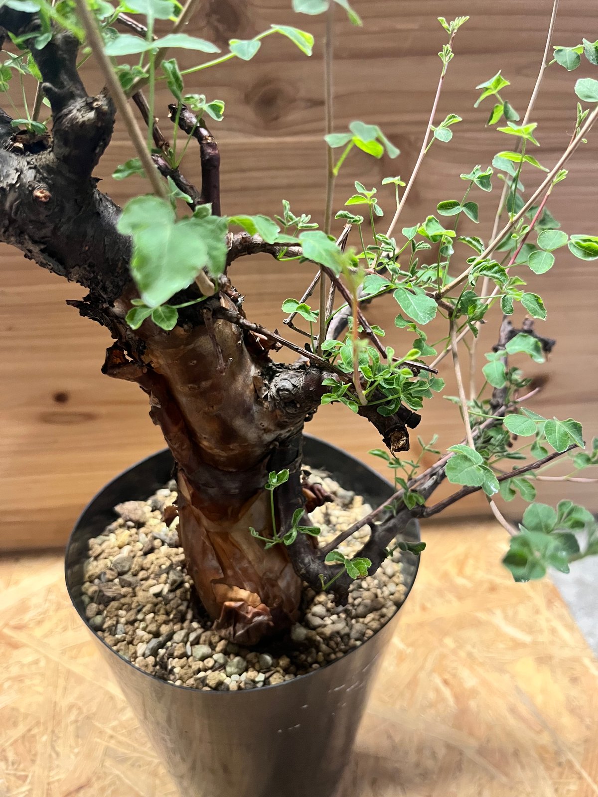 コミフォラ ボラネンシス | GREEN LUCK