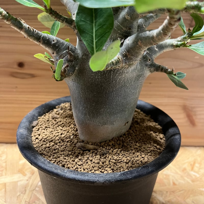 アデニウム アラビカム | GREEN LUCK