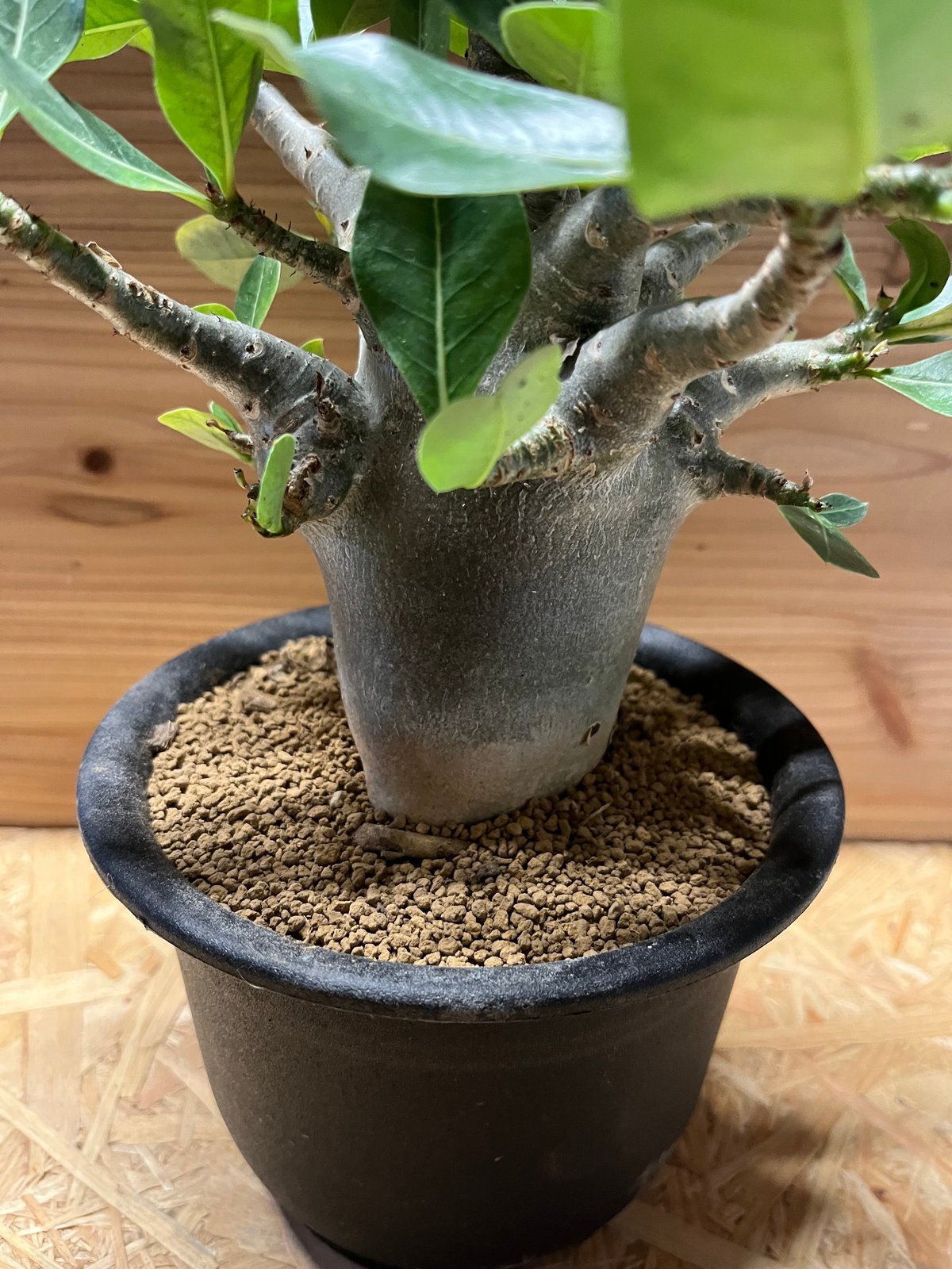 アデニウム アラビカム Adenium アデニウム アラビカム | GREEN LUCK