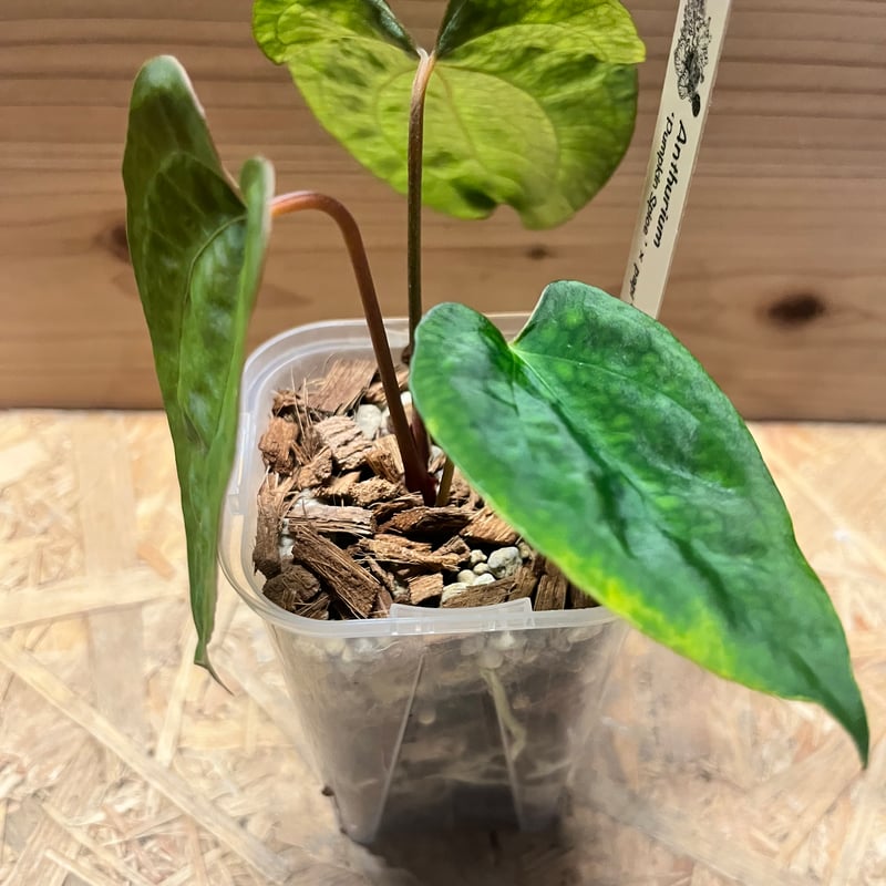 アンスリウム パンプキンスパイス×パピリラミナム ラルフライナム