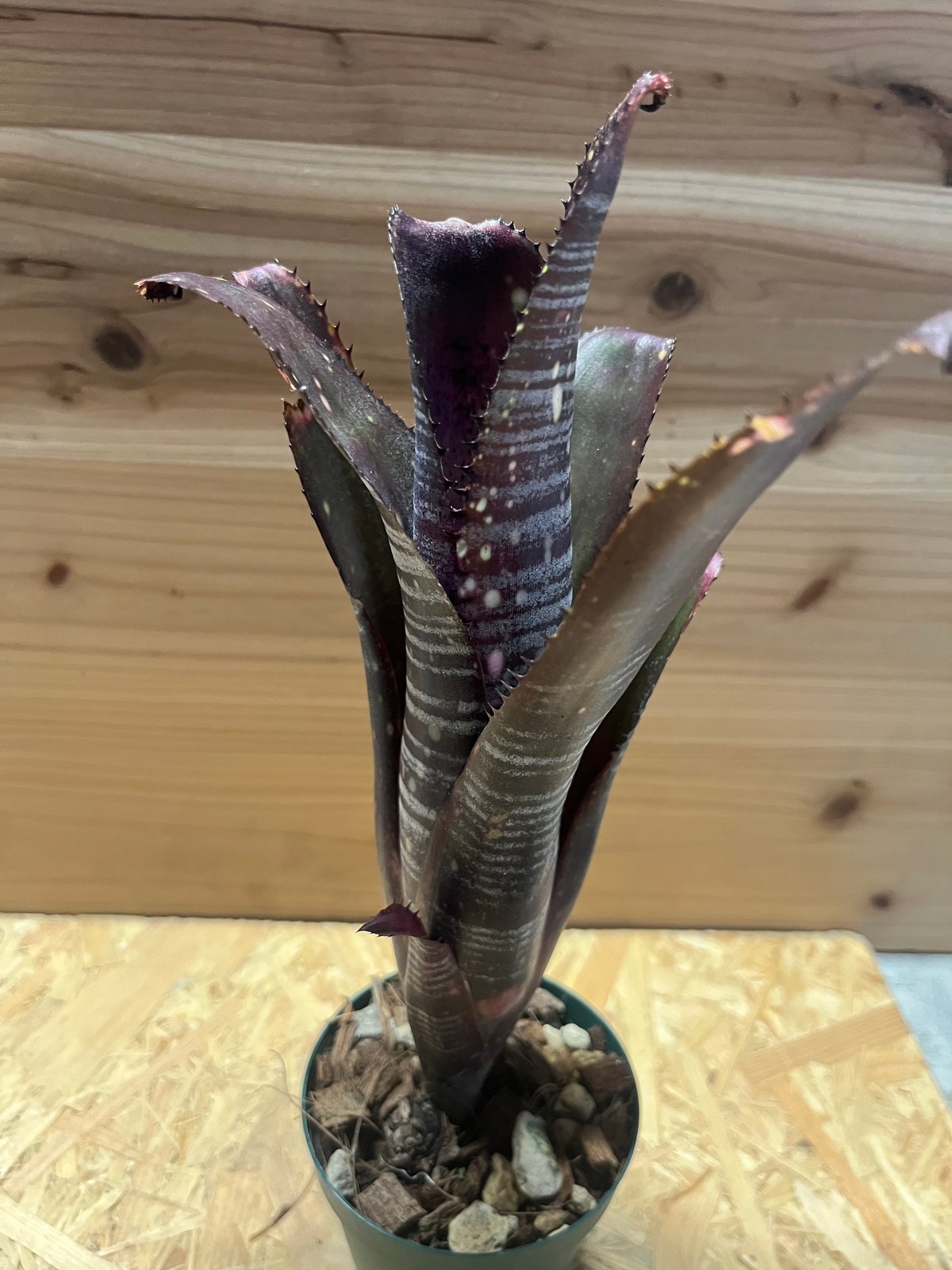 ビルベルギア オビワン | GREEN LUCK